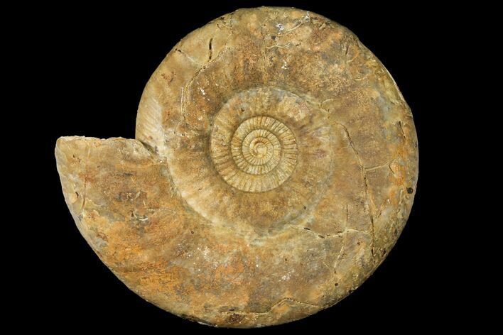Parkinsonia Dorsetensis Ammonite - England #131898